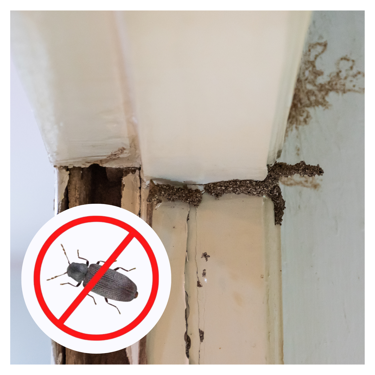 Best Wood Borer Pest Control Service in Guwahati