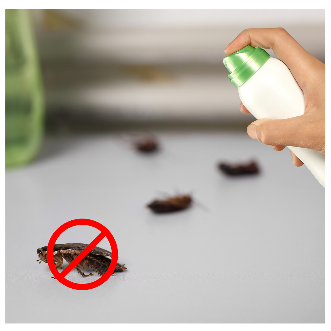 Best Cockroach Control Services In Guwahati